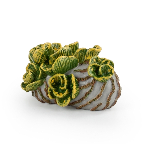 모모스 아우리쿨라리아 피규어_이미지