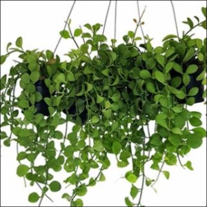 들꽃향기 컵디시디아 5개1세트 그린