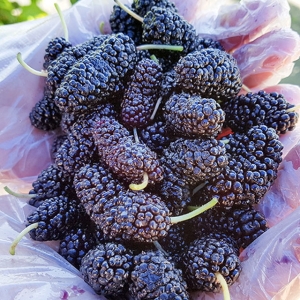 고창 햇 냉동 오디 특품 과상 2호 1kg 트레이포장 /23년햇과