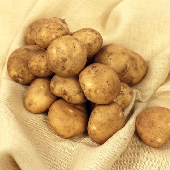 이앤조이 포근포근 흙 감자 대/상 3kg (1개)