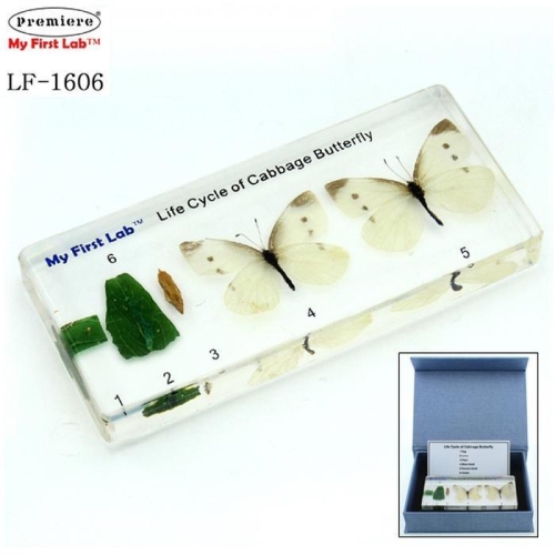 셀러허브 LF-1606 성장표본배추흰나비 소비자가/공급가인상확인요망 1개