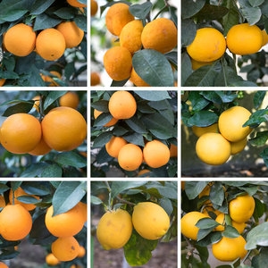 [불명] 금귤(낑깡) 4년생_이미지