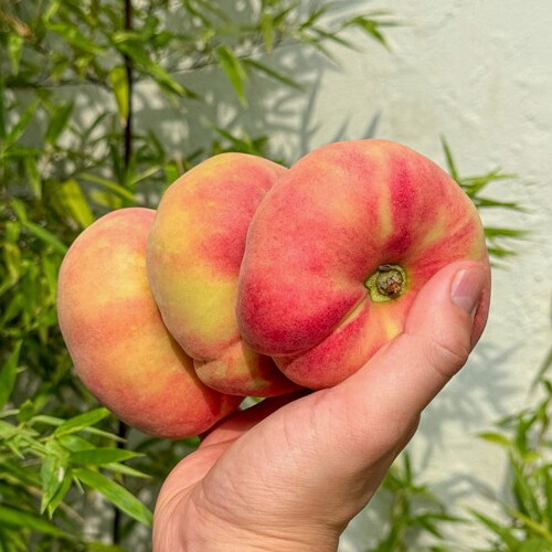 �Źݵ� ���� ������ 4-7�� 1kg