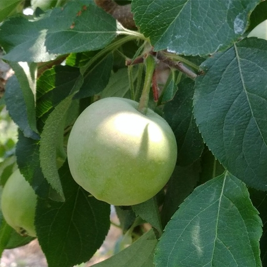 영풍 햇 아오리 사과 22개(과) 5kg (1개)