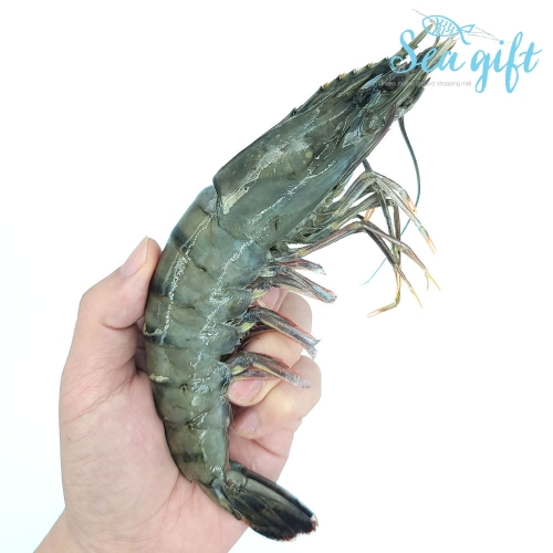 씨기프트 특품 블랙타이거새우 20미 500g 1+1 총 1kg 캠핑 새우 대하 2개