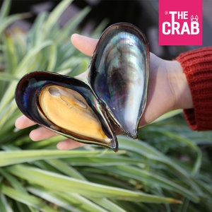 더꽃게  대왕 자연산 홍합 1kg [1개] 상품이미지
