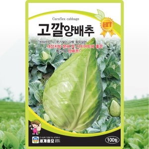 세계종묘 고깔양배추 100립_이미지