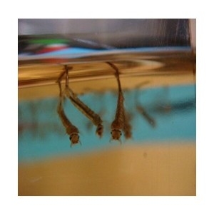 사이언스119 스쿨엔/장구벌레 live /JS-31343/교과실험/생물_이미지