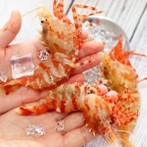 싱싱한 활 생물 독도 닭새우 1kg