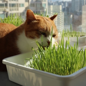 ������ũ �ö��� Ĺ�׶� ������Ǯ ���� ���� CN9346