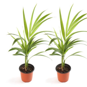 갑조네 공기정화식물 1+1 모음전_이미지