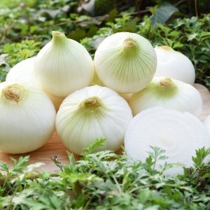  친환경팔도 팔도농장 달큰한 식자재용 무안 햇 양파 특 20kg