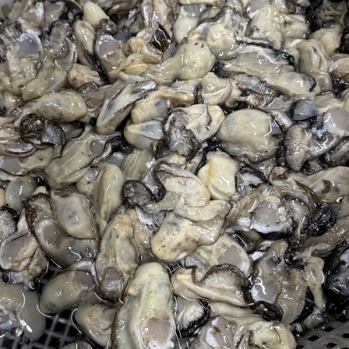 식탁이야기 바다담은 햇 생굴 1kg (1개)_이미지