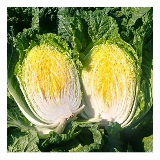 ����ȭ ���ӹ��� 20kg