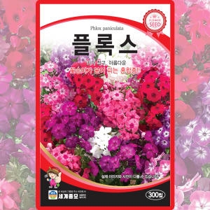 세계종묘 플록스 꽃잔디 씨앗 꽃잔디 씨 종자 300립_이미지