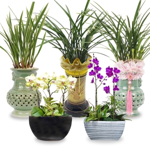 ���Ĵ��Ѱ� UFC �赿�� ��õ ����� ����� ���� ������ ���� ���� ���ϼ��� �����ɹ�� ��� ��ۻ��� ����