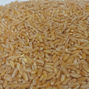 청우유통 호라산밀 2kg_이미지