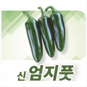 신엄지풋고추 종자 100립