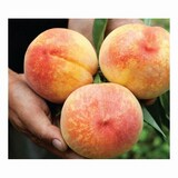 햇사레 플러스 백도 복숭아 8~9개(과) 3kg (1개) : 다나와 가격비교
