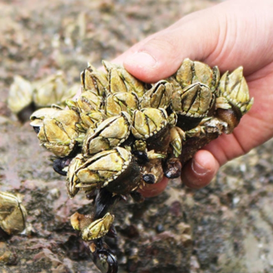 착한어부 냉동 자연산 거북손 2kg (1개)