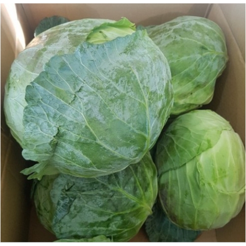 �ϴ�Ǫ�� 15kg ���� ����� ������ 1��