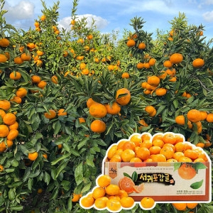 청년상점 타이벡 제주 감귤 4.5kg (1개)_이미지