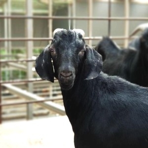 청원염소농장 흑염소고기 염소고기 반마리 10kg이미지입니다. 누르면 해당 게시물로 새창이동합니다.