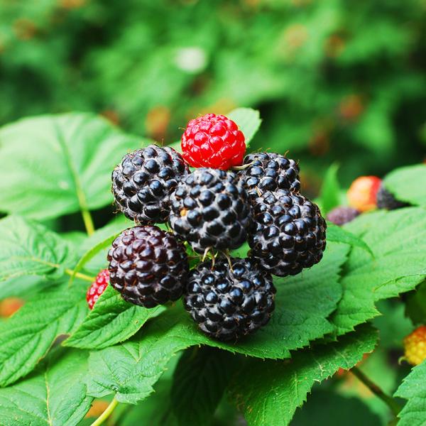 선운산농협 2026년 고창 햇 복분자 (급냉) 1kg (2개)