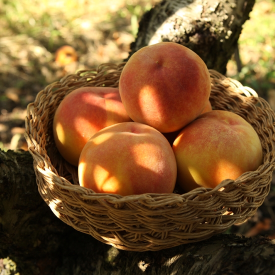 자연에더 햇사레 장호원 복숭아 18~20개(과) 4.5kg (1개)