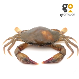 그램원 소프트쉘크랩 900g이미지입니다. 누르면 해당 게시물로 새창이동합니다.