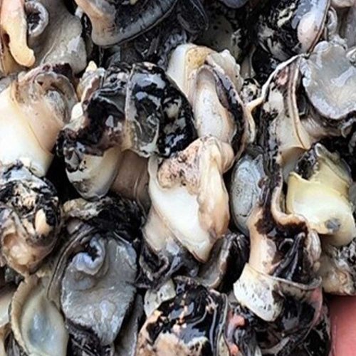 프레쉬 국내산 손질 세척 왕우렁살 700g이미지입니다. 누르면 해당 게시물로 새창이동합니다.