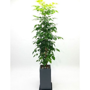 해피트리 녹보수 해피트리 금전수 파키라 대형 개업화분_이미지