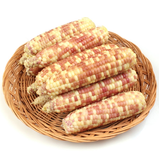 신세계푸드 쫀득한 냉동 찰옥수수   얼룩이/백찰_이미지