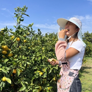 감귤의신 노지감귤 제주감귤 10kg (1개)_이미지