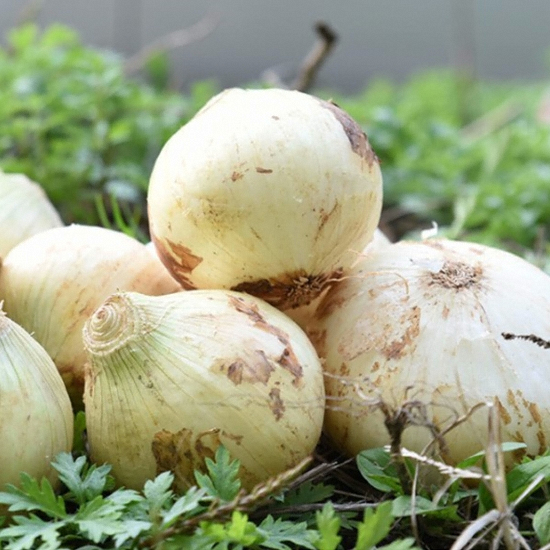 친환경팔도 친환경팔도 황토 무안 양파 소 10kg (1개)_이미지