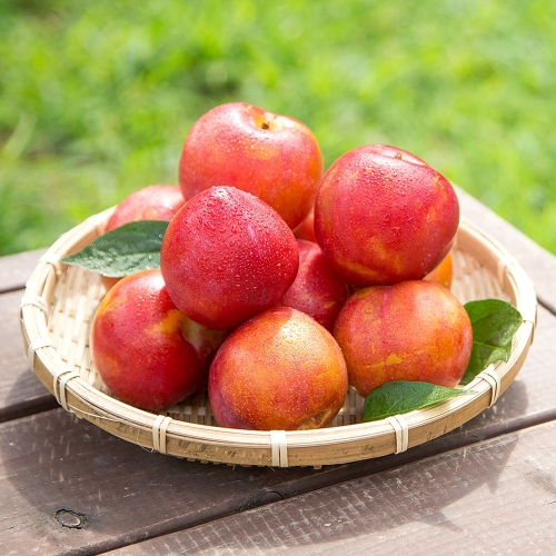 대석자두 5kg 왕특 프리미엄 왕자두 선물