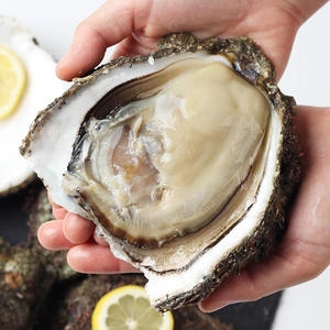 숨비해물 바위굴 생굴 벚굴 하프셀 굴 석화 1kg (1개)