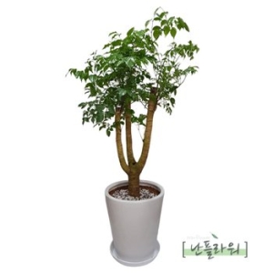 해피트리 관엽식물 공기정화식물 개업식화분 축하화분 / 천사난플라워