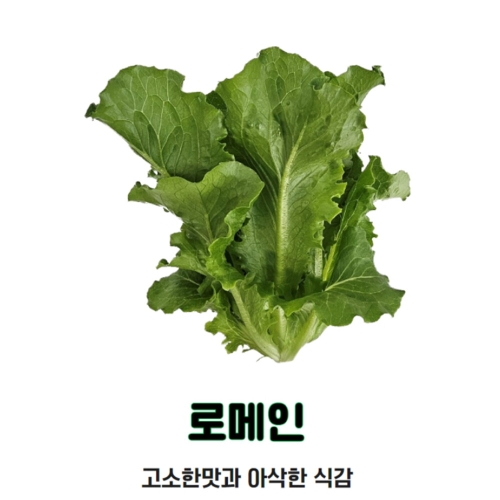 자연미가 국내산 무농약상추 로메인 1kg / 쌈채소의대표 고소한맛과 아삭한식감이미지입니다. 누르면 해당 게시물로 새창이동합니다.