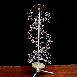 사이언스119 DNA 프로뷰모델궤도/JS-32588/생물실험