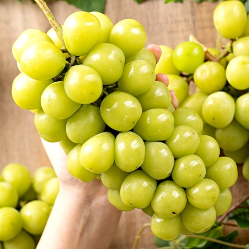 고당도 샤인머스캣 1kg 가정용 2-3송이
