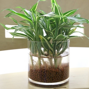 수중식물 수생 음지 공기정화식물 수초