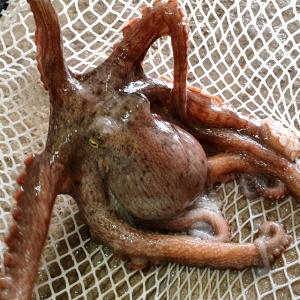 바다드림 자연산 돌문어 700g