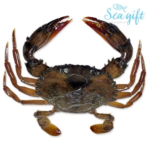 ������Ʈ ����Ʈ�� ũ�� 900g 13�� �����Դ°� �鳯�ɰ� Ǫ����Ŀ�� �ӵ�ũ��