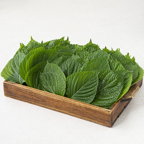 씨피엘비 GAP 밀양 깻잎 1kg (1개)