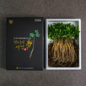 황룡농협 새싹삼 100뿌리 보통 (20cm내외)_이미지