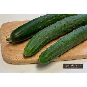 바르다야채 수분가득 취청오이 특 1kg_이미지