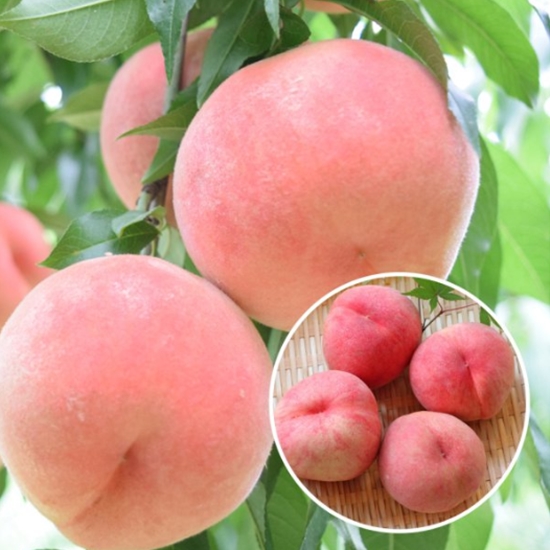 싱그린영농조합 딱 이맘때만 맛보는 햇 털복숭아 9개(과) 1.5kg (1개)