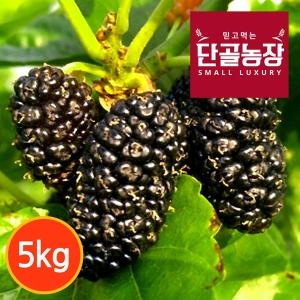 단골농장 내장산 토종 오디 생과 5kg 급냉이미지입니다. 누르면 해당 게시물로 새창이동합니다.