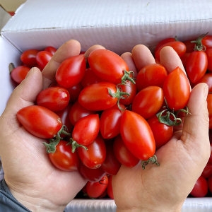 용이다팜 대추방울토마토 3~4번과 2.5kg (1개)